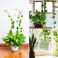 Plant Climbing Wall Fixture Clip Self-Adhesive Hook Vines Traction Invisible Stand Green Plant Clip Garden Wall Clip Plant Support Binding Clip Plants for Indoor Outdoor Decoration (30 Pcs Set) - Shopmania Wholesale