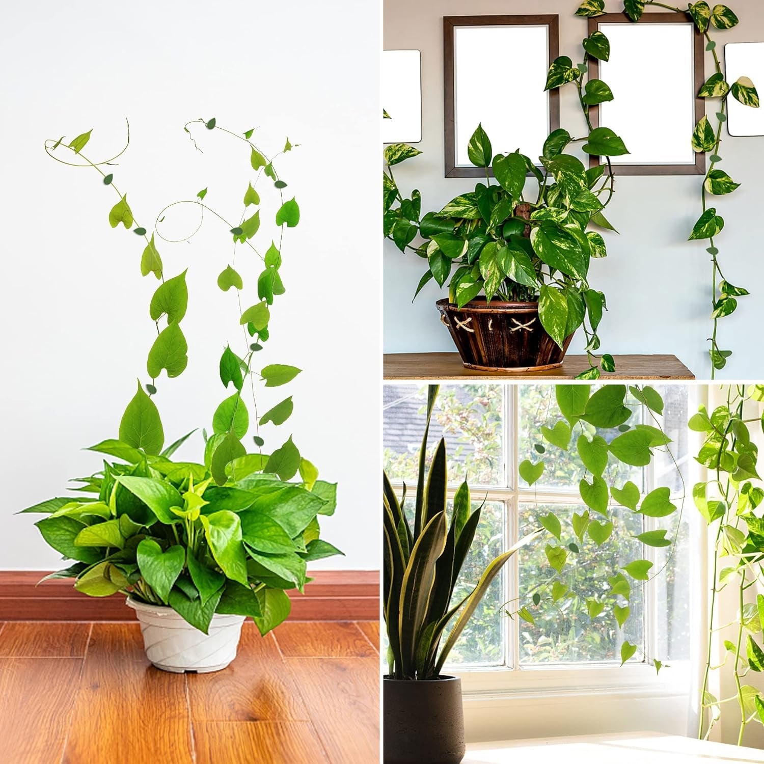 Plant Climbing Wall Fixture Clip Self-Adhesive Hook Vines Traction Invisible Stand Green Plant Clip Garden Wall Clip Plant Support Binding Clip Plants for Indoor Outdoor Decoration (30 Pcs Set) - Shopmania Wholesale