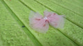 Hair Bow Knot Clip Suitable For Girls (1 Pc) - Shopmania Wholesale